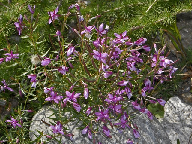 Val Veny - Chamaenerion fleischeri